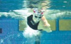 Zum Artikel: Triathlon: Simulator – Schwimmen