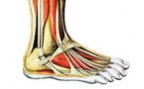 Zum Artikel: Fusstraining: Ein anatomisches Meisterwerk