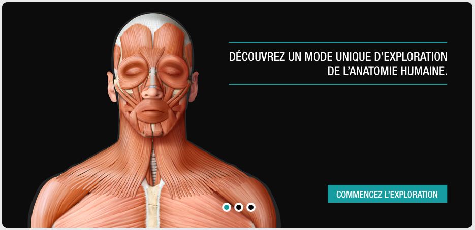 Planche anatomique interactive