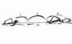 Zum Artikel: Rhythmus – Schwimmen: Crawl – Armzug