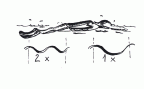 Rhythmus – Schwimmen: Delphin – Zwei Beinschläge, ein Armzug Zum Artikel: Rhythmus – Schwimmen: Delphin – Zwei Beinschläge, ein Armzug
