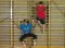 J+S-Kids – Sportklettern: Lektion 1 «Auf Hallengeräte klettern»