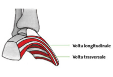 Allenamento dei piedi: Un capolavoro dell’anatomia