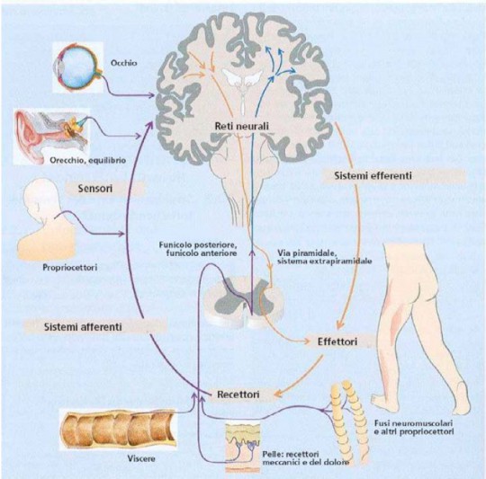 Allenamento sensomotorio: Preparazione di un allenamento Tabella: le strutture anatomiche del sistema sensomotorio e i rispettivi legami