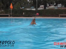 Wasserball: Passübungen